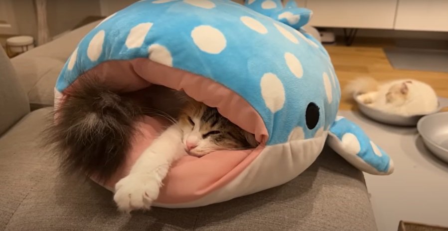 サメの中で眠る猫