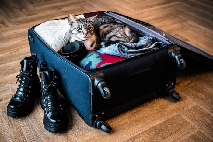 スーツケースの上でくつろぐ猫