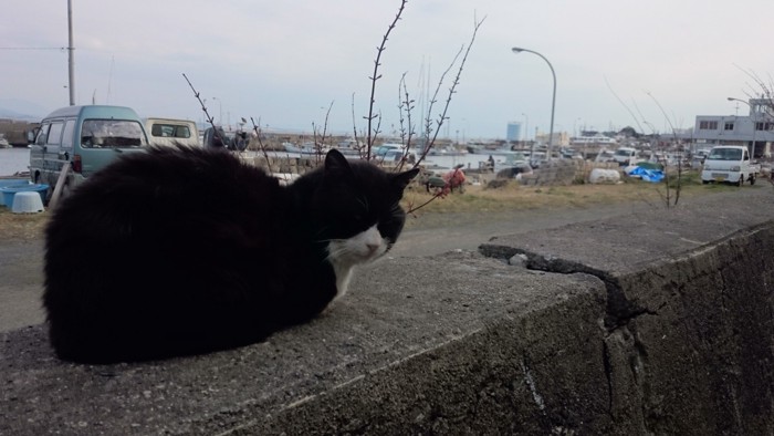 港で過ごす猫