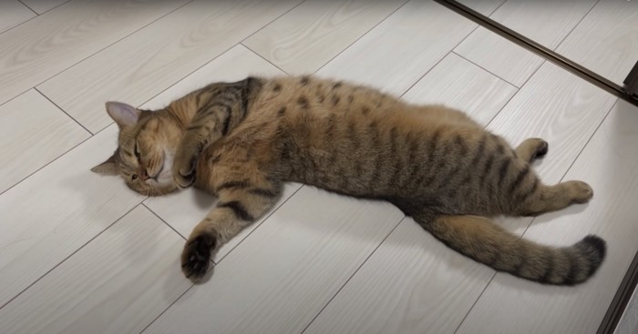 体を捻った状態で寝ている猫