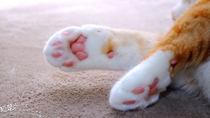 猫の前足