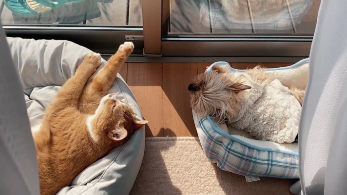 窓際で寝ている猫と犬