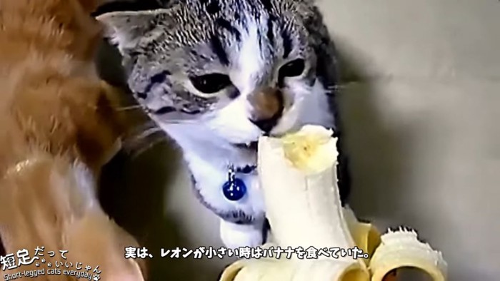バナナを舐める猫