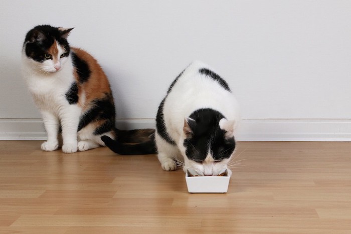 ご飯を食べている猫と見守る猫