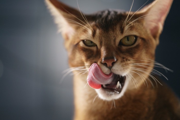 舌なめずりをする猫の顔