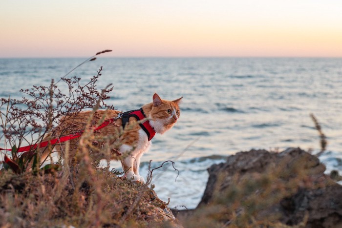 散歩中に海に沈む夕陽を楽しむ猫