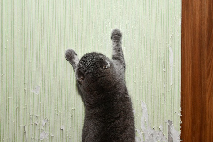 壁に爪とぎする猫とぼろぼろの壁