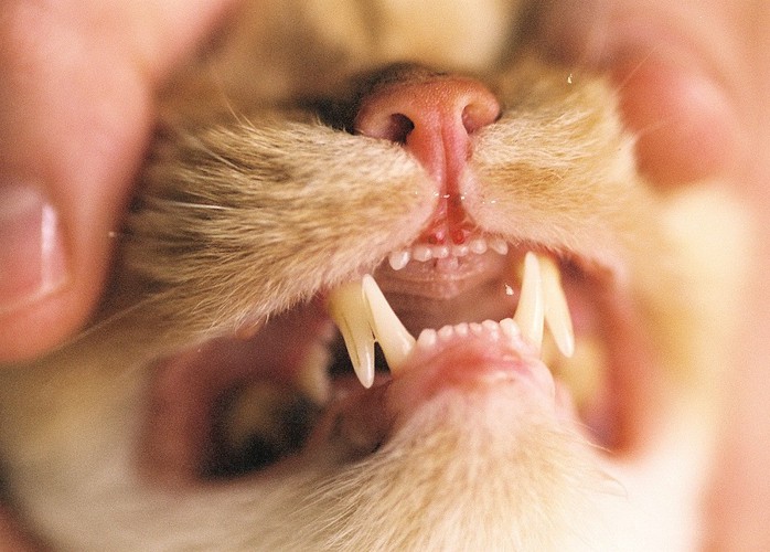 猫の歯アップ