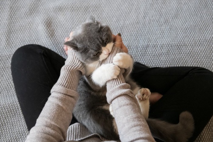 人の手を甘噛みする猫