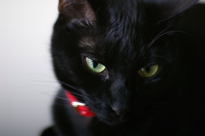 赤い首輪をした黒猫