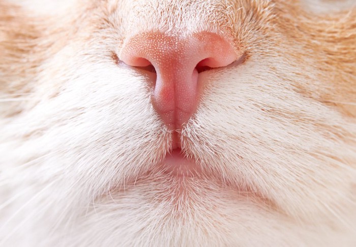 ピンクの猫の鼻アップ