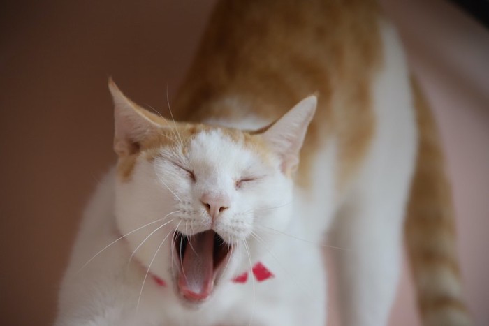 目を閉じてあくびをする猫
