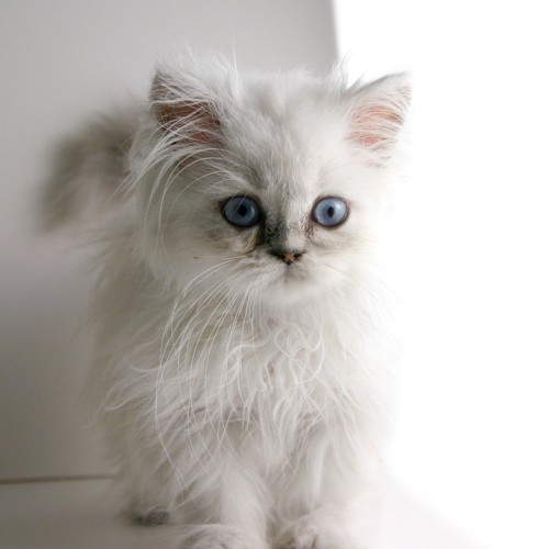 白いヒマラヤンの子猫