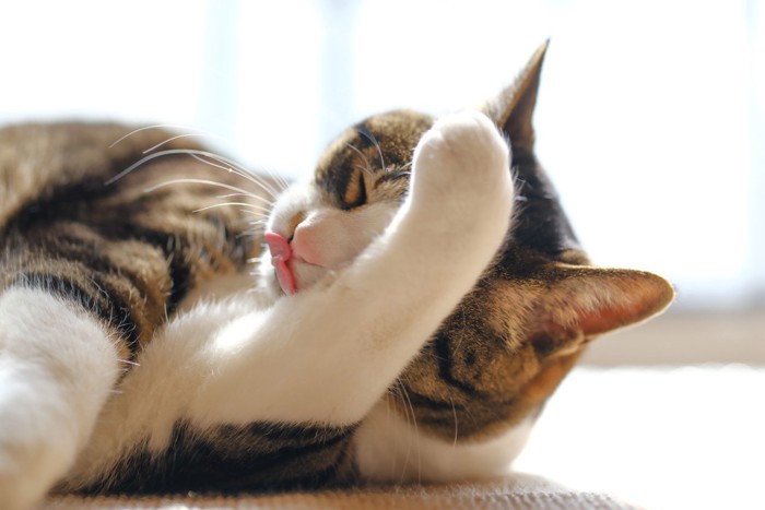 横になって顔を洗う猫