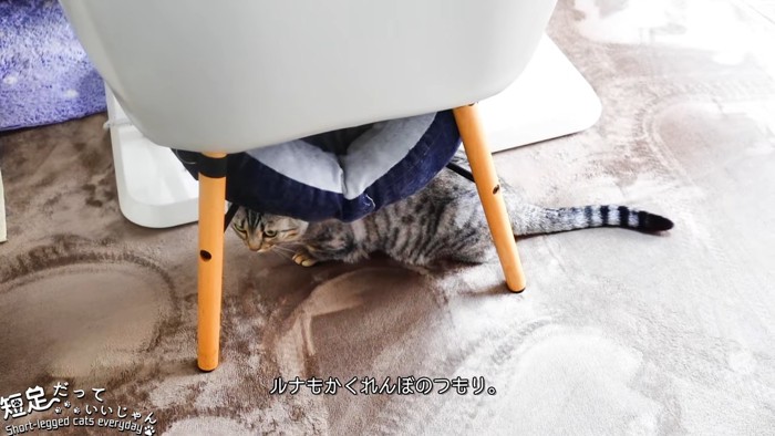 椅子の下にいる猫