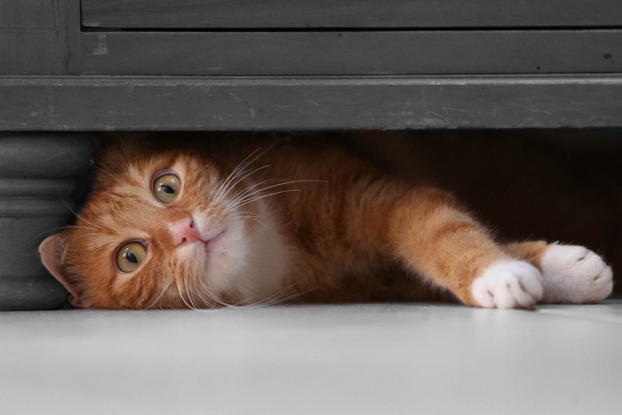 棚の下に寝る猫