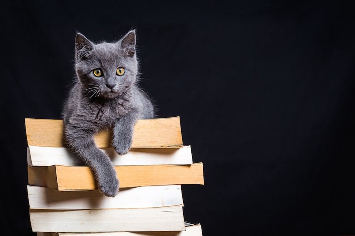 山盛りの本の上にいるグレーの猫