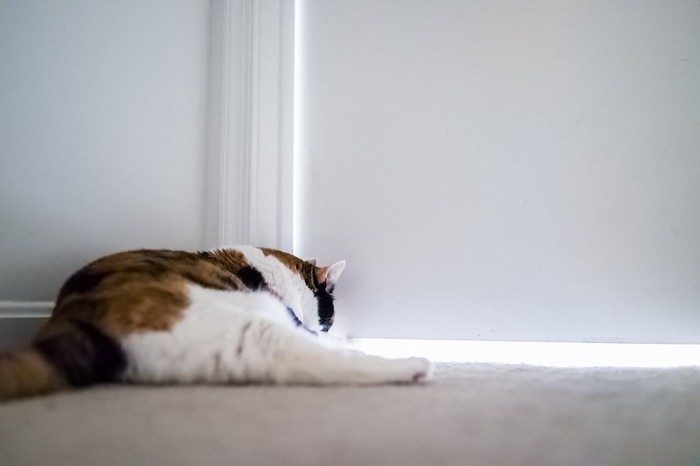ドアの向こうの音が気になって隙間から必死に覗いている猫