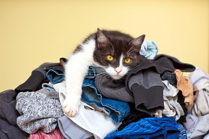 洗濯物の上でくつろぐ猫