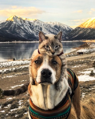 アウトドア好きな犬と猫