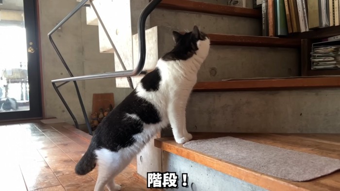 階段にいる猫の後ろ姿