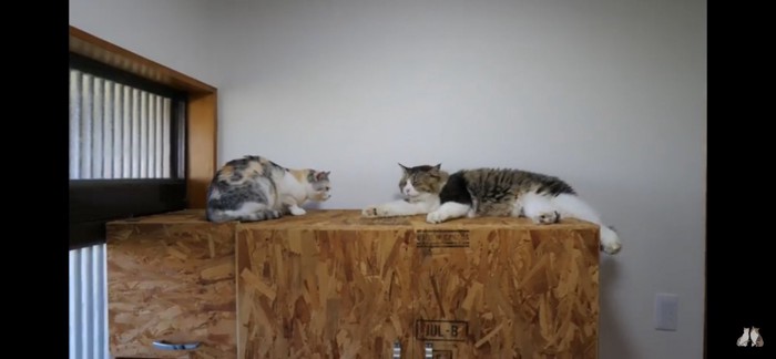 棚の上に乗る二匹の猫