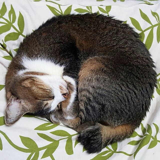 丸くなって眠る猫