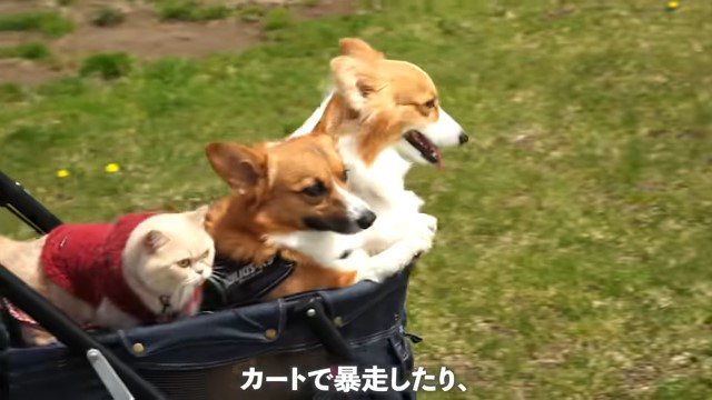 カートに乗る2匹の犬と猫
