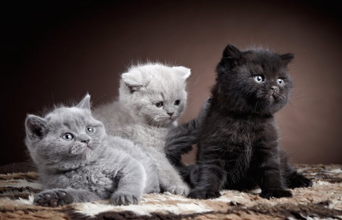 寄り添う三匹のブリティッシュショートヘアの子猫