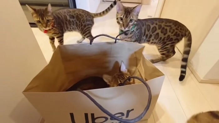 紙袋に入る猫と立っている2匹の猫
