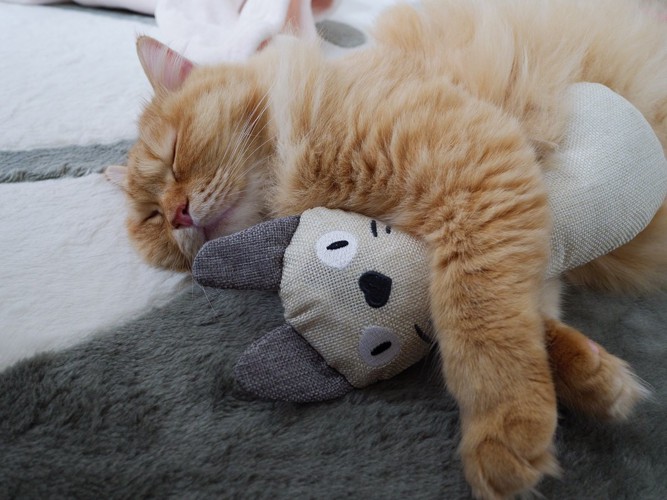 けりぐるみを抱いて寝る猫