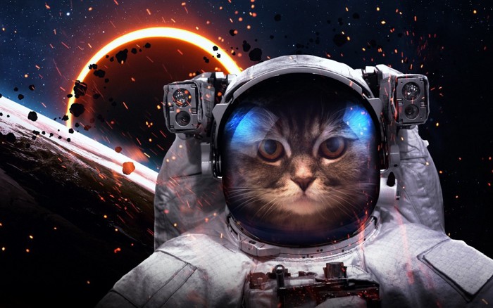 宇宙と宇宙服を着た猫