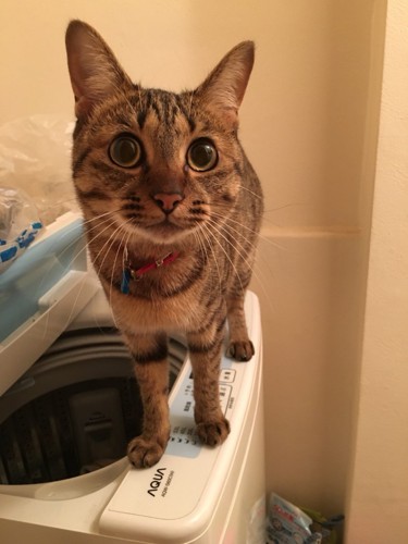 洗濯機にのる猫