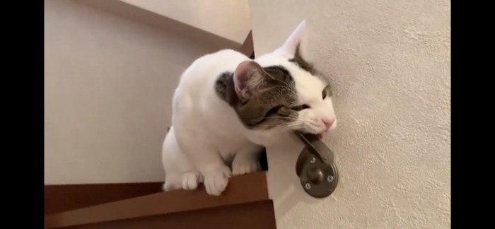 噛む猫