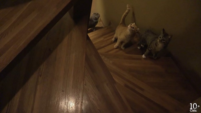 階段の上を見つめる猫