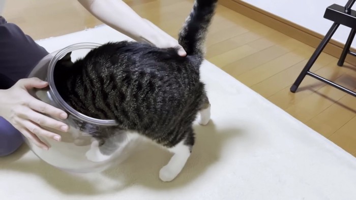 上半身を猫鉢に入れるキジシロ