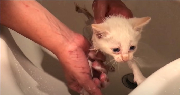 傷だらけの手と洗われる白い子猫1