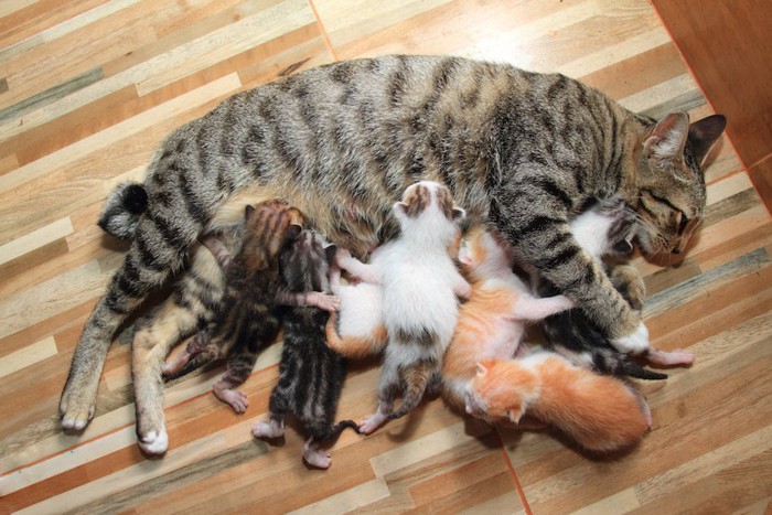授乳中の母猫と子猫たち