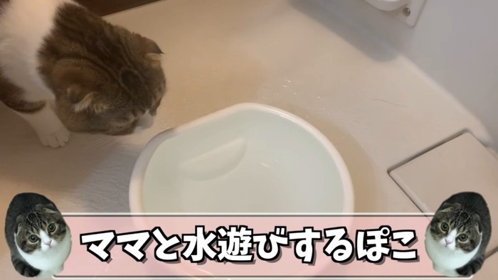 洗面器を見る猫
