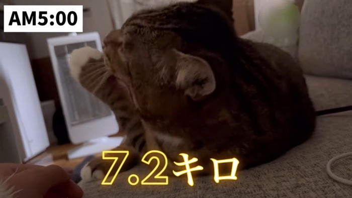 体重が7.2キロの猫