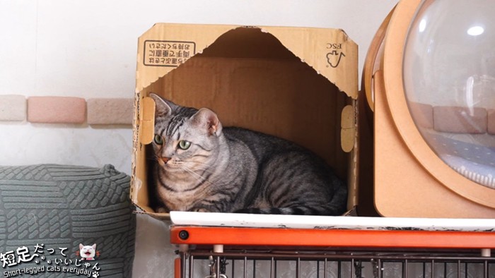 ダンボールの箱の中にいる猫