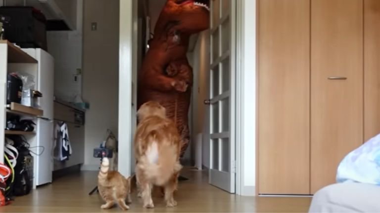 恐竜のコスプレを見る犬と猫