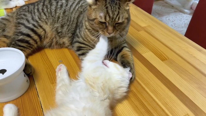 子猫に顎タッチされるキジトラ