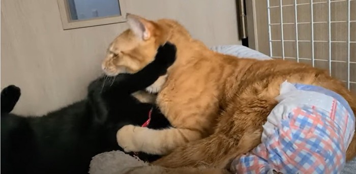 噛み合う2匹の猫