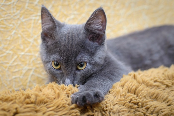 ウールサッキングをする灰色の子猫