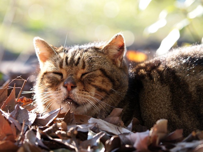 落ち葉の上で寝ている猫
