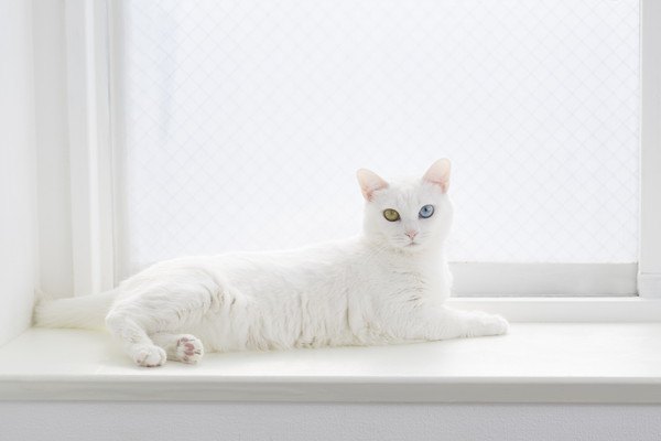 窓際でくつろぐ白い猫