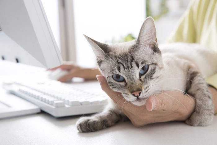 パソコン作業をする人の手の上に乗る猫