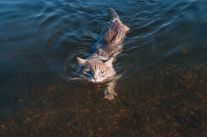 湖で泳いでいる猫