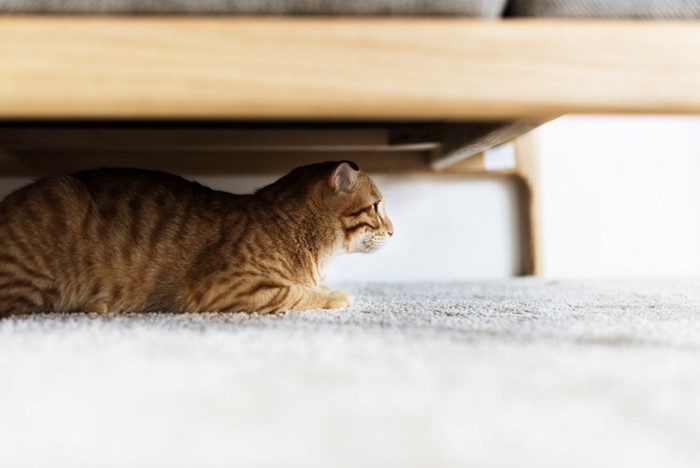 ソファの下にいる猫